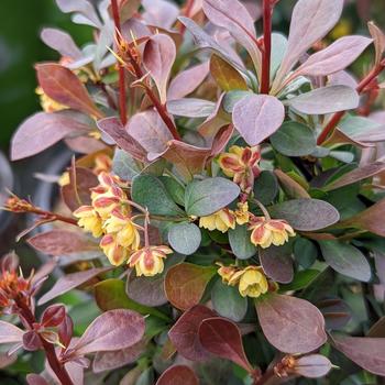 Berberis Worry free&reg; 'Crimson Cutie&reg;' (315490)