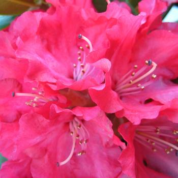 Rhododendron 'Skookum' 