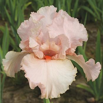 Iris germanica 'Peggy Sue'
