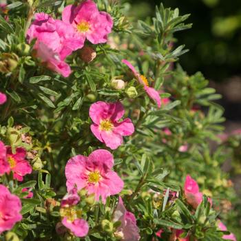 Potentilla fruticosa Bella Bellissima® '' (315493)