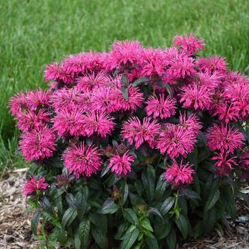 Monarda didyma 'Berry Taffy' PP28163P3