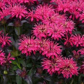 Monarda didyma Sugar Buzz™ 'Berry Taffy' (315495)