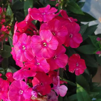 Phlox paniculata 'Lipstick' USPP23426P2