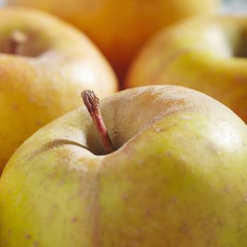 Malus domestica 'GoldRush'