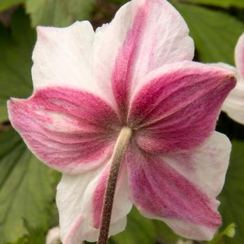 Anemone 'Dainty Swan' PPAF