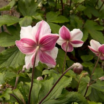 Anemone 'Dainty Swan' (315499)