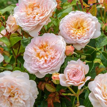 Rosa 'Emily Bronte'