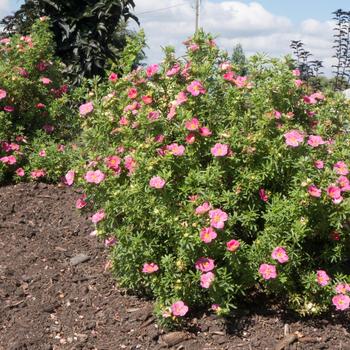 Potentilla fruticosa 'Hachliss' PP27715