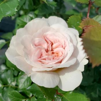 Rosa 'Emily Bronte' (315503)