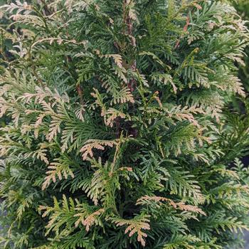 Thuja plicata 'Northern Spire' 