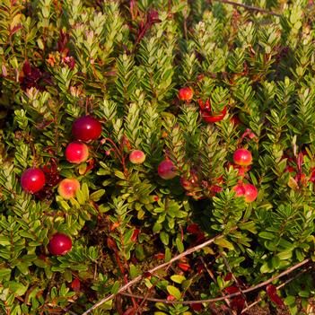 Vaccinium macrocarpon 'Pilgrim' 