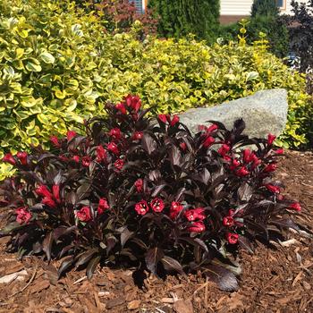 Weigela Date Night&trade; 'Electric Love&reg;' (315509)