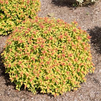 Spiraea japonica Rainbow Fizz&trade; '' (315511)