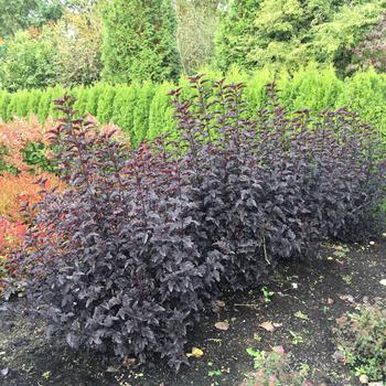 Physocarpus opulifolius 'Panther&reg;' PP30820, CPBRAF