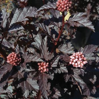 Physocarpus opulifolius 'Panther&reg;' (315515)