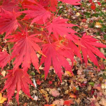 Acer pseudosieboldianum x palmatum 'Northern Glow®' (315516)