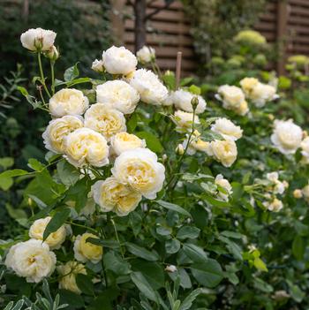 Rosa 'Vanessa Bell™' 27,218