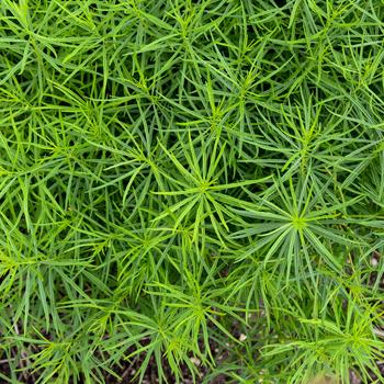 Amsonia hubrichtii 'String Theory' (315523)