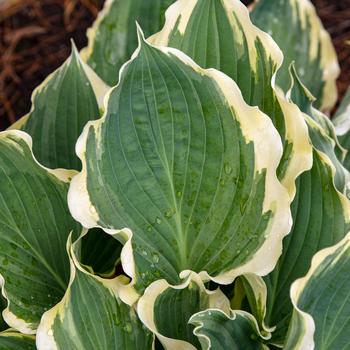 Hosta Shadowland® 'Hope Springs Eternal' (315524)