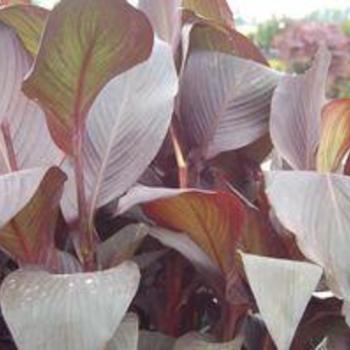 Canna 'Tropicanna Black' 