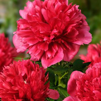 Paeonia lactiflora 'Many Happy Returns' (315527)