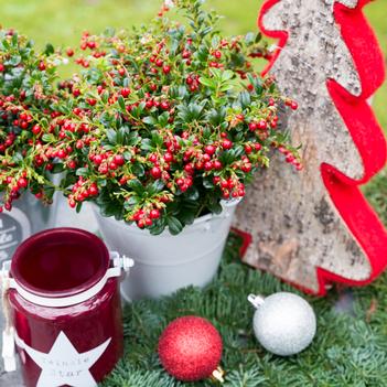 Vaccinium vitis-idaea 'Red Candy' PP22105