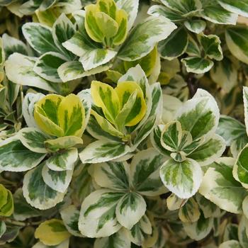 Euonymus japonica 'Silver Queen' (315530)