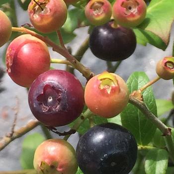 Vaccinium 'Nocturne' 