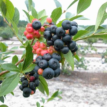 Vaccinium 'Nocturne' (315532)