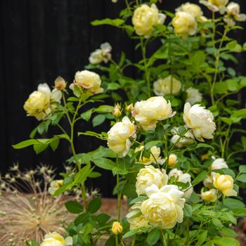 Rosa 'Vanessa Bell™' (315533)
