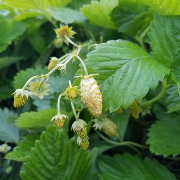 Fragaria vesca var. semperflorens 'Yellow Wonder'