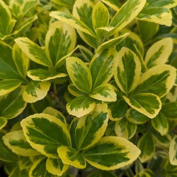 Euonymus japonica 'Silver Queen' (315536)