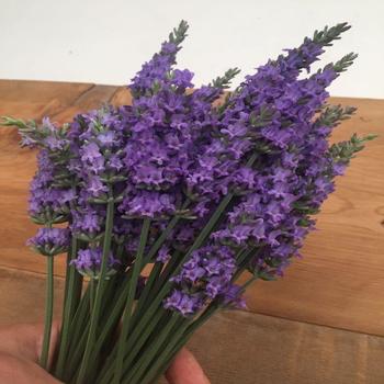Lavandula x intermedia