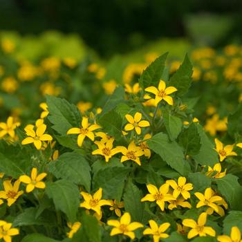Chrysogonum virginianum 'Superstar'