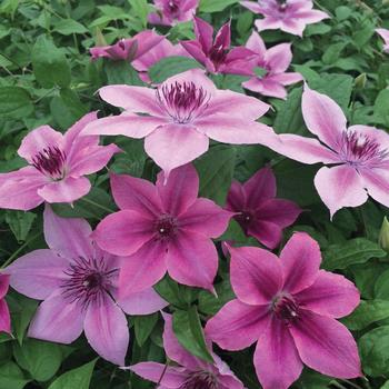 Clematis 'Rosalie' PPAF