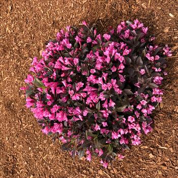 Weigela 'Spring2' PPAF CPBRAF