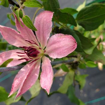 Clematis 'Sarah Elizabeth&trade;' PP29,400P2