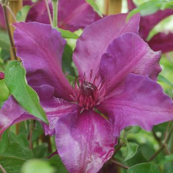 Clematis 'Evipo042' PP24172