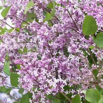 Syringa meyeri 'Anny200809' USPP27456P3