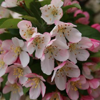 Malus 'JFS-KW207' PP27954