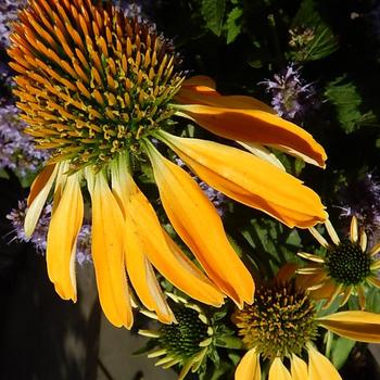 Echinacea 'Echgol243' PP28523