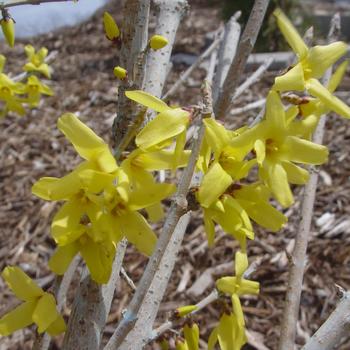 Forsythia 'Meadowlark'