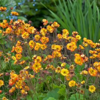 Geum 'Alabama Slammer' PP23750