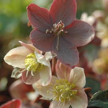 Helleborus 'Maestro' PP30,543