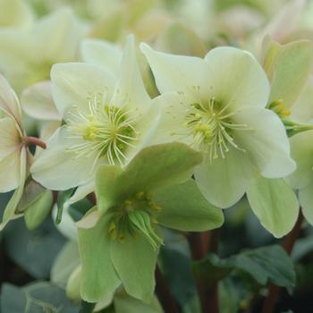 Helleborus 'Champion' PP33629P2