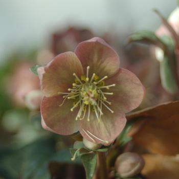 Helleborus HGC&reg; 'Maestro' (315561)