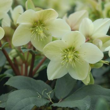 Helleborus HGC® 'Champion' (315562)