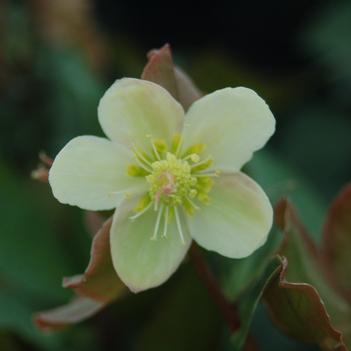 Helleborus 'Mahogany Snow' PP23898
