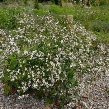 Aster divaricatus 'Eastern Star' 