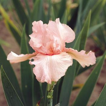 Iris germanica 'Pink Attraction'